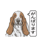 バセットハウンド(犬) 30（個別スタンプ：5）