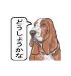 バセットハウンド(犬) 30（個別スタンプ：9）