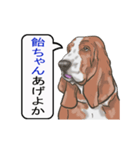 バセットハウンド(犬) 30（個別スタンプ：10）