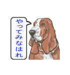 バセットハウンド(犬) 30（個別スタンプ：11）