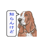 バセットハウンド(犬) 30（個別スタンプ：12）