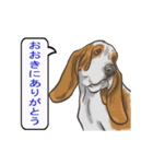 バセットハウンド(犬) 30（個別スタンプ：13）