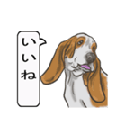 バセットハウンド(犬) 30（個別スタンプ：15）