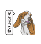 バセットハウンド(犬) 30（個別スタンプ：16）