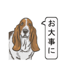 バセットハウンド(犬) 30（個別スタンプ：17）