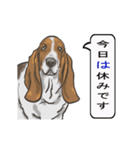 バセットハウンド(犬) 30（個別スタンプ：19）