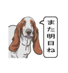 バセットハウンド(犬) 30（個別スタンプ：21）