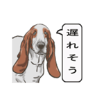 バセットハウンド(犬) 30（個別スタンプ：22）