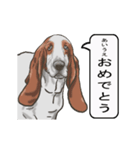 バセットハウンド(犬) 30（個別スタンプ：24）