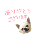 ワンコ日和   ことば編（個別スタンプ：2）