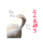 ワンコ日和   ことば編（個別スタンプ：3）