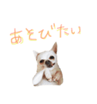 ワンコ日和   ことば編（個別スタンプ：4）