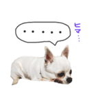 ワンコ日和   ことば編（個別スタンプ：5）
