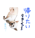 ワンコ日和   ことば編（個別スタンプ：7）