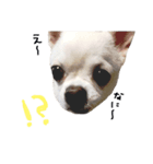 ワンコ日和   ことば編（個別スタンプ：8）