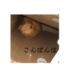 おしゃべりペット（個別スタンプ：1）