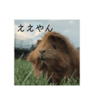 おしゃべりペット（個別スタンプ：2）