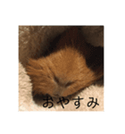 おしゃべりペット（個別スタンプ：3）