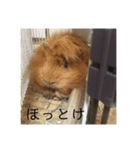 おしゃべりペット（個別スタンプ：4）