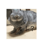 おしゃべりペット（個別スタンプ：7）