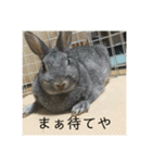 おしゃべりペット（個別スタンプ：8）