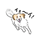 うちの犬かわいいスタンプ（個別スタンプ：3）