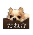 ❇︎ぽん吉さん❇︎（個別スタンプ：4）