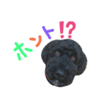 黒プーの豆太くん5（個別スタンプ：2）