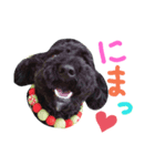 黒プーの豆太くん5（個別スタンプ：5）
