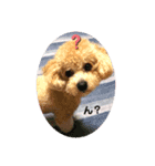 ぽんちゃんの挨拶スタンプです（個別スタンプ：1）