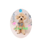ぽんちゃんの挨拶スタンプです（個別スタンプ：8）
