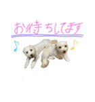 ぷーとハク①（個別スタンプ：1）