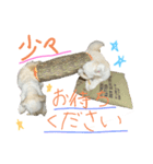 ぷーとハク①（個別スタンプ：2）