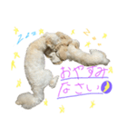 ぷーとハク①（個別スタンプ：5）