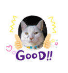 ゴマにゃんこ（個別スタンプ：3）