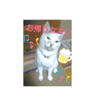 ゴマにゃんこ（個別スタンプ：4）