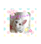 ゴマにゃんこ（個別スタンプ：5）