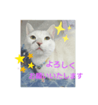 ゴマにゃんこ（個別スタンプ：6）