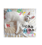 我がゴマさん（個別スタンプ：1）