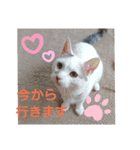 我がゴマさん（個別スタンプ：2）