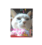 我がゴマさん（個別スタンプ：4）