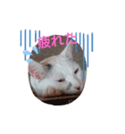 我がゴマさん（個別スタンプ：7）