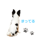 LINEスタンプのレイリー 1（個別スタンプ：4）