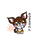 とにかくちわわ！（個別スタンプ：1）