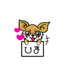 とにかくちわわ！（個別スタンプ：10）