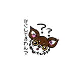 とにかくちわわ！（個別スタンプ：15）