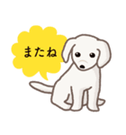 【犬.イヌ.いぬ】まるまる！マルックス！！（個別スタンプ：8）