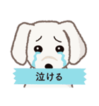 【犬.イヌ.いぬ】まるまる！マルックス！！（個別スタンプ：19）
