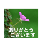 こころ休まる花と風景(15)（個別スタンプ：1）