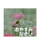 こころ休まる花と風景(15)（個別スタンプ：2）